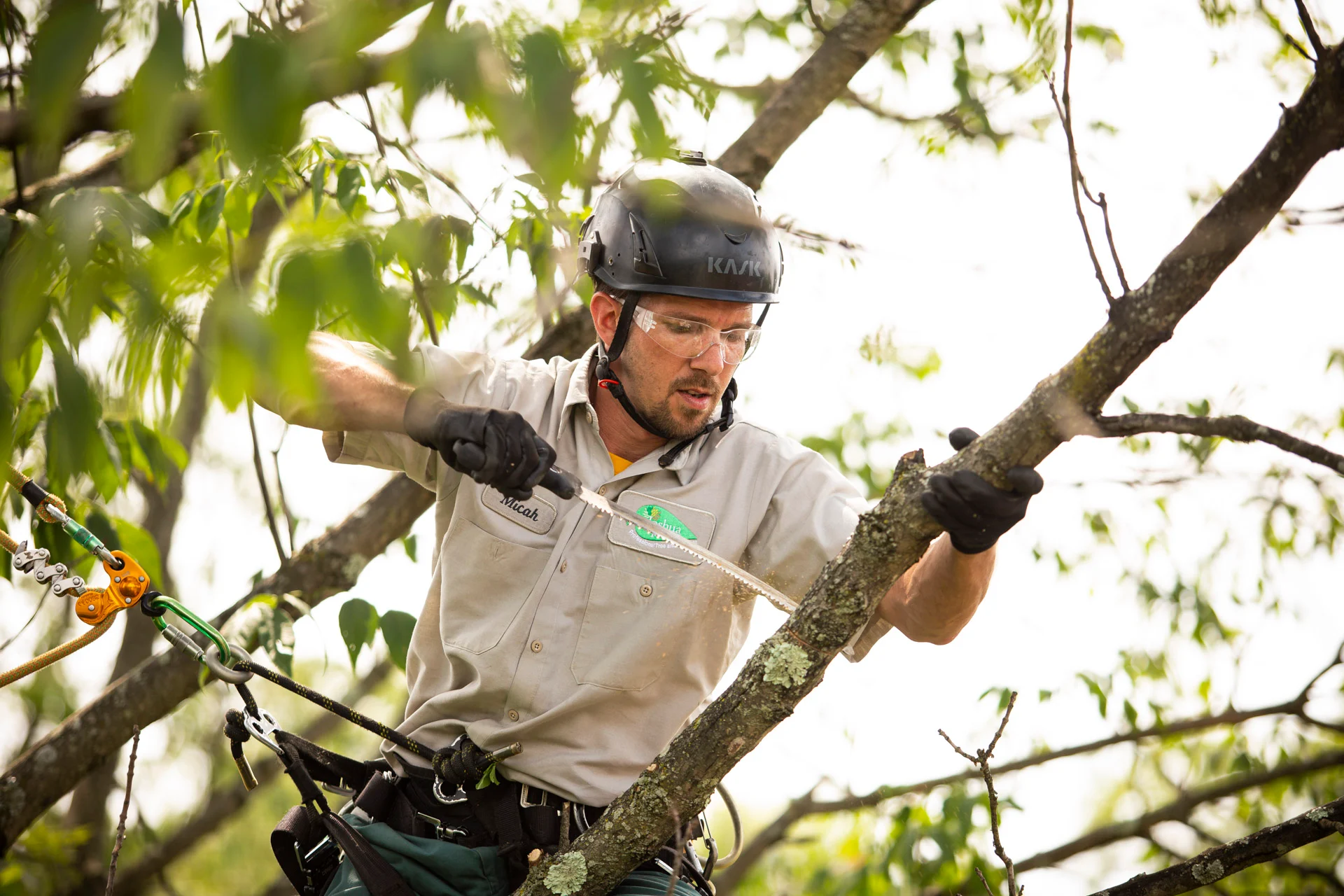 Tree Cutting Service Union City NJ