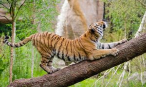 Tadoba jungle safari