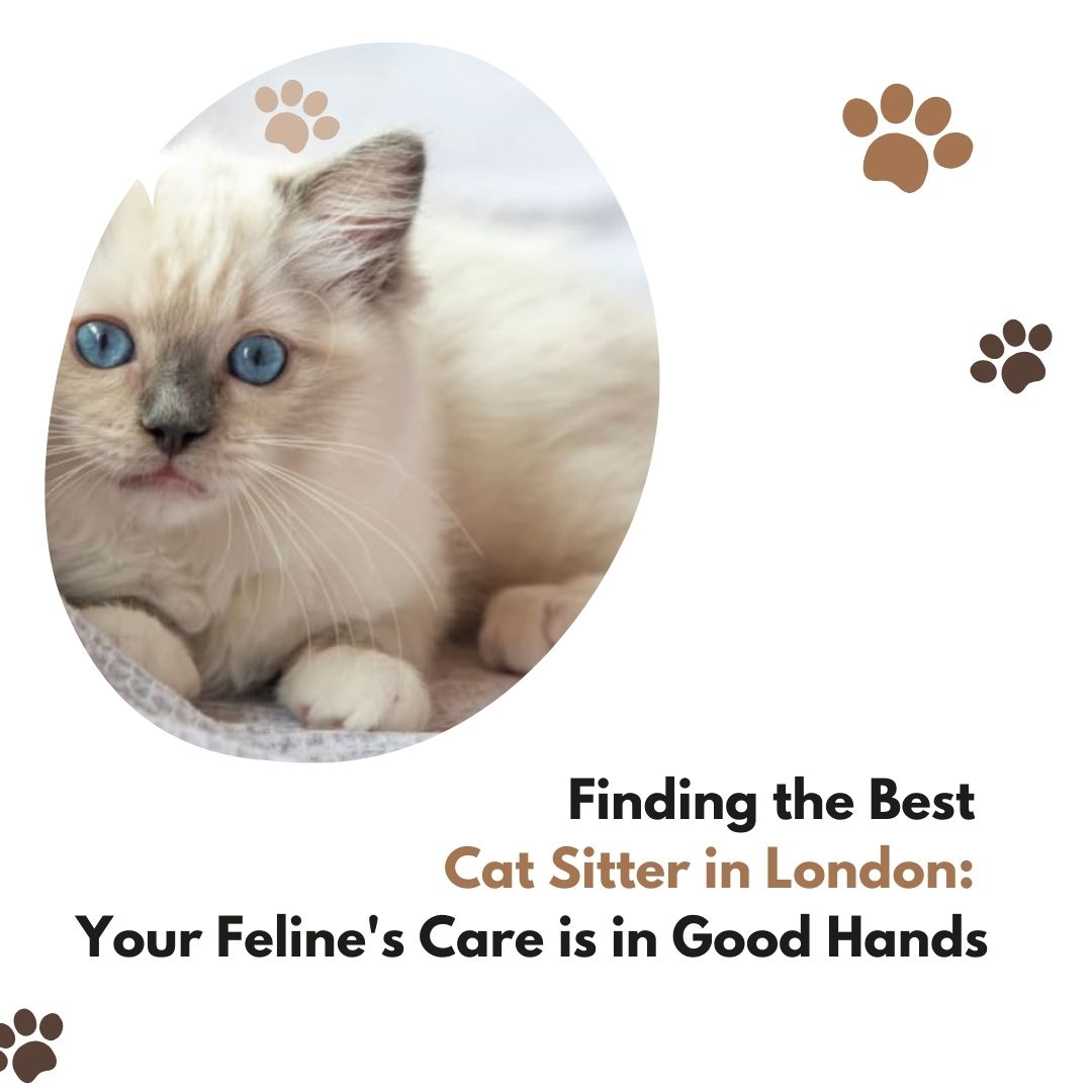 The Ultimate Guide to Finding the Best Cat Sitter in London Your Feline's Care is in Good Hands