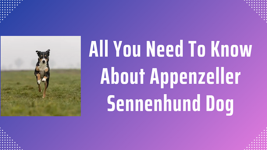 All You Need To Know About Appenzeller Sennenhund Dog