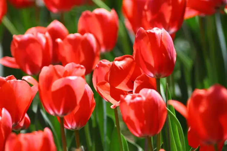 Unveiling the Charm: Interesting Facts About Tulips