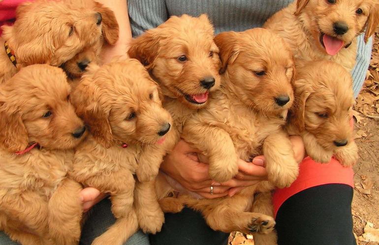 Find Your Perfect Puppy: Mini Goldendoodle Puppies for Sale in Central Florida