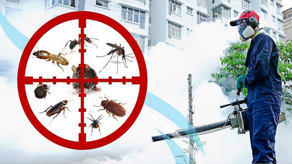 Effective Eco-Friendly Termite Control Services in Lahore, Islamabad