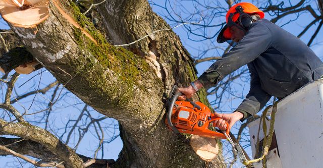 Storm Damage? Emergency Tree Removal Services to the Rescue