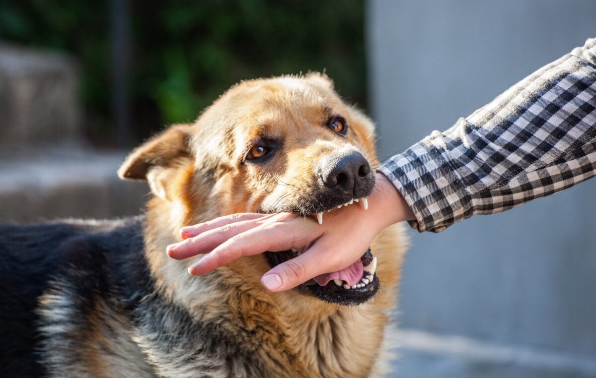 alone worker dog bite prevention