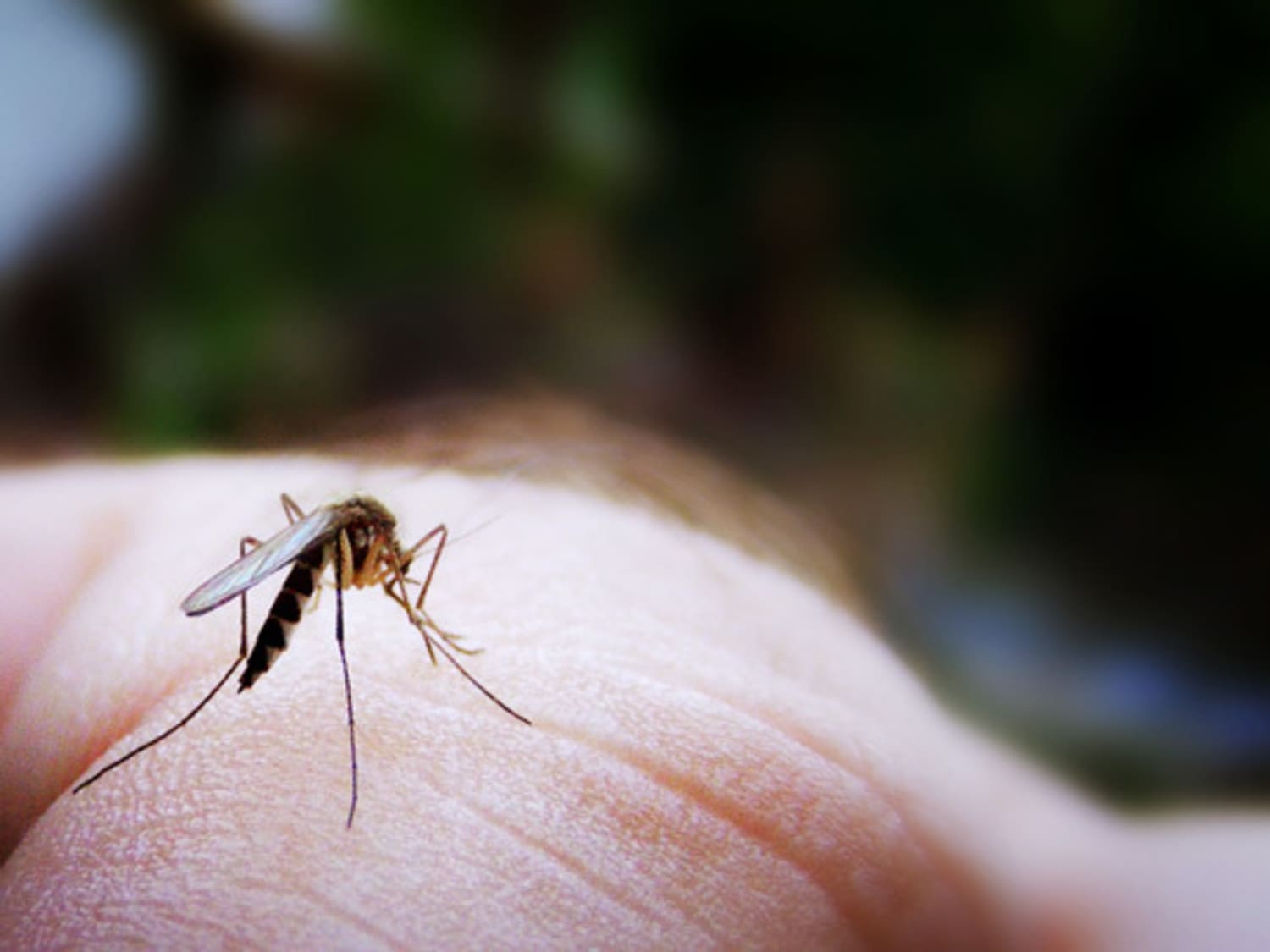 How Can Repellents Protect You from Mosquito Bites