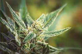 Exploring THCA Flower: Production Process and Effects