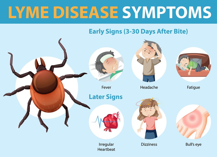 Understanding Lyme Disease: A Comprehensive Guide to Treatment Options