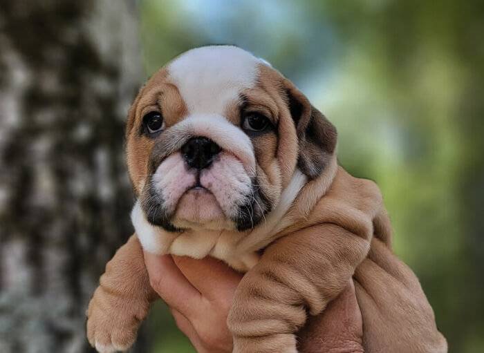 Finding the Perfect English Bulldog in North Carolina and Georgia