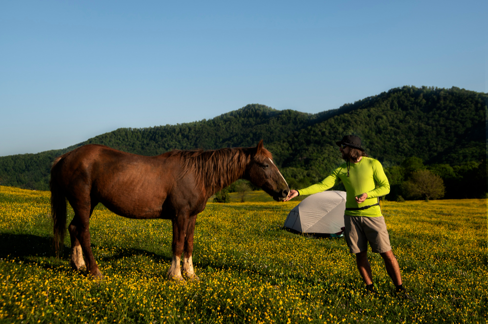 horse supplements