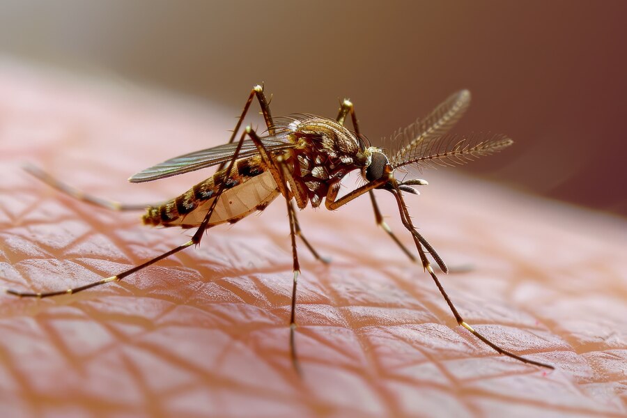 A Comprehensive Guide Understanding Chikungunya Symptoms