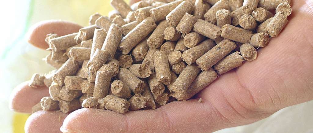 Dog Food Manufacturing Plant Setup Cost Report: Raw Material and Machinery Requirements