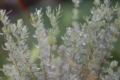 dried rosemary leaves