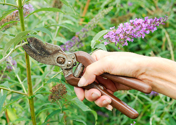 Pruning Secateur