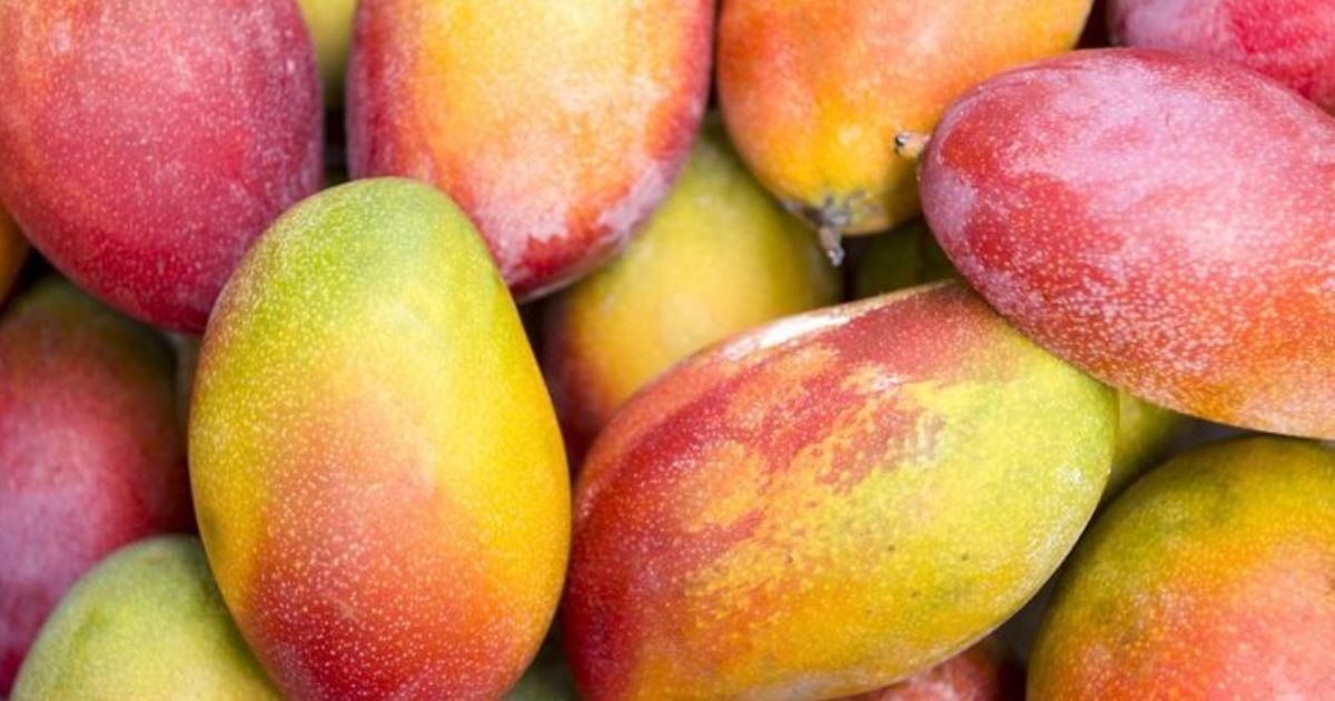 Fresh Chaunsa mangoes Best Pakistani Mangoes Online available.