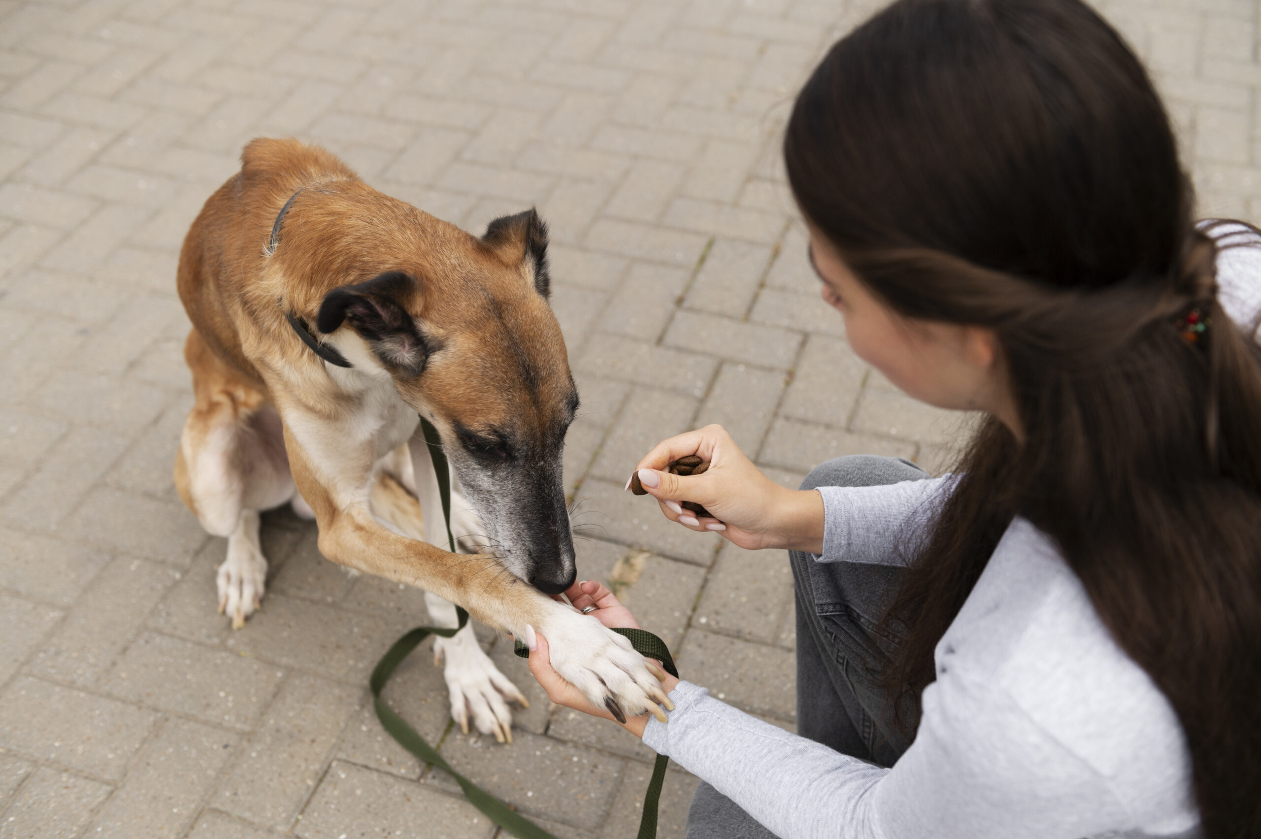 Dog Bite Attorney Las Vegas