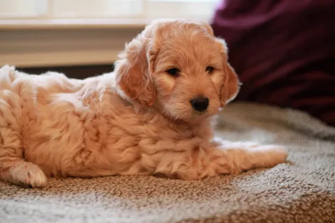 Goldendoodle puppies near me