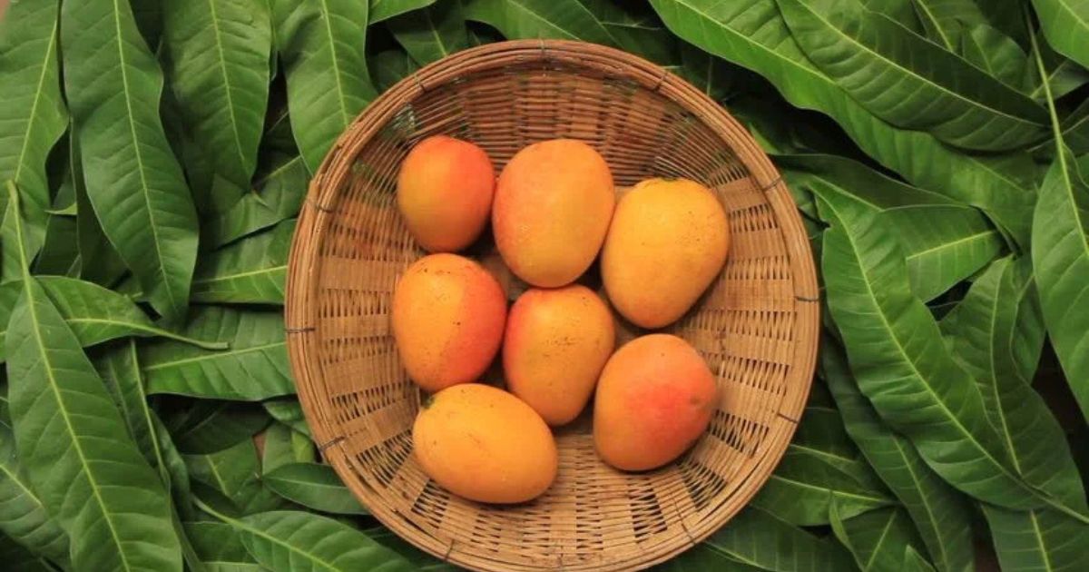 How Mango Varieties Influence Pakistani Mango Price in Pakistan