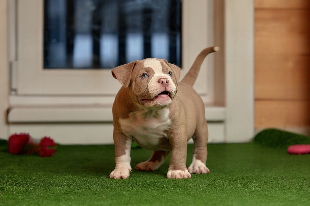 Top Quality American Bully Puppies for Sale in Pennsylvania