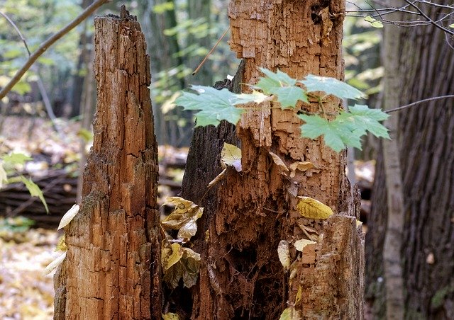 What Are the Most Common Tree Diseases