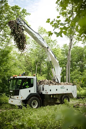 tree removal Wesley Chapel