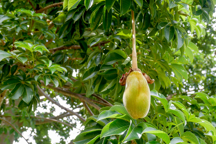 Exploring the Plan for Baobab Fruit Processing Plant Project: Detailed Report by IMARC Group