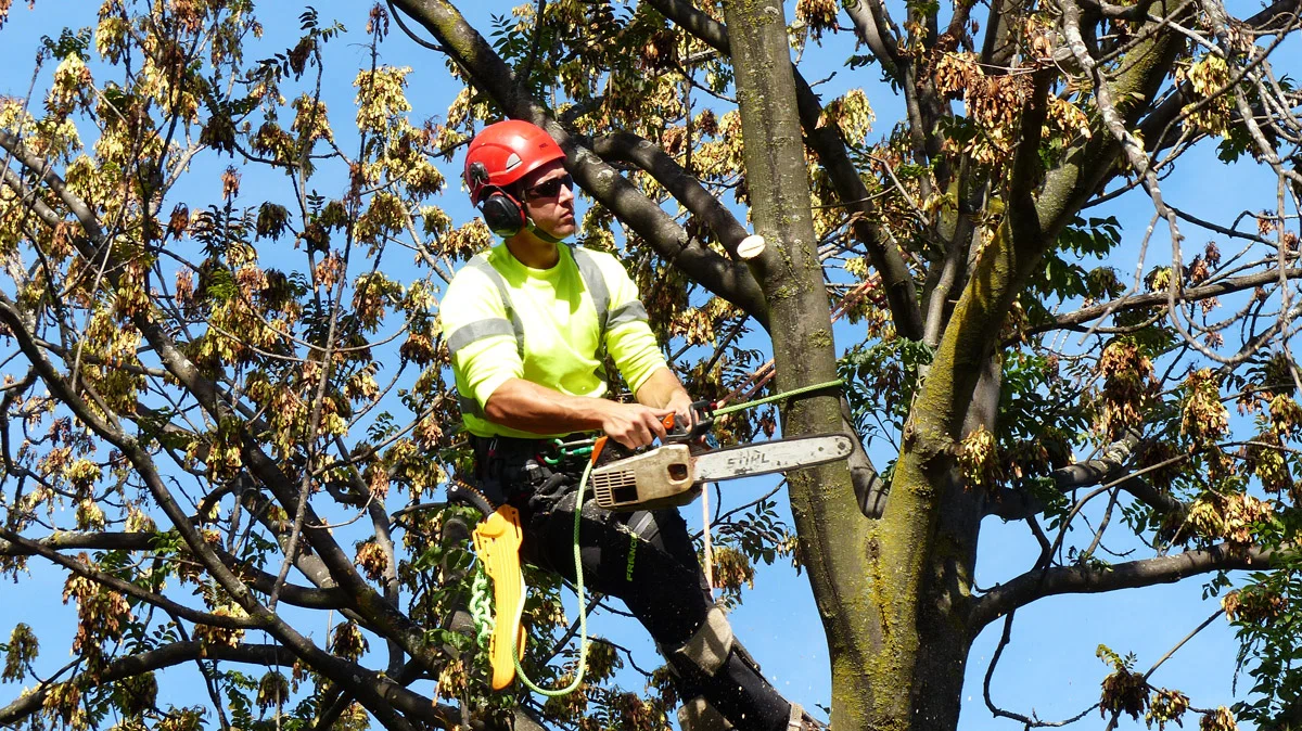 best tree services