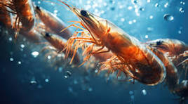 Global Shrimp Market Size And Forecast Report 2024-2032