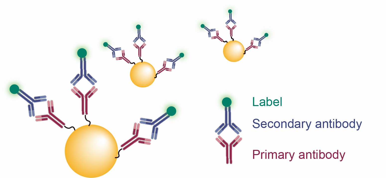 Flow Cytometry Gold Nanoparticles