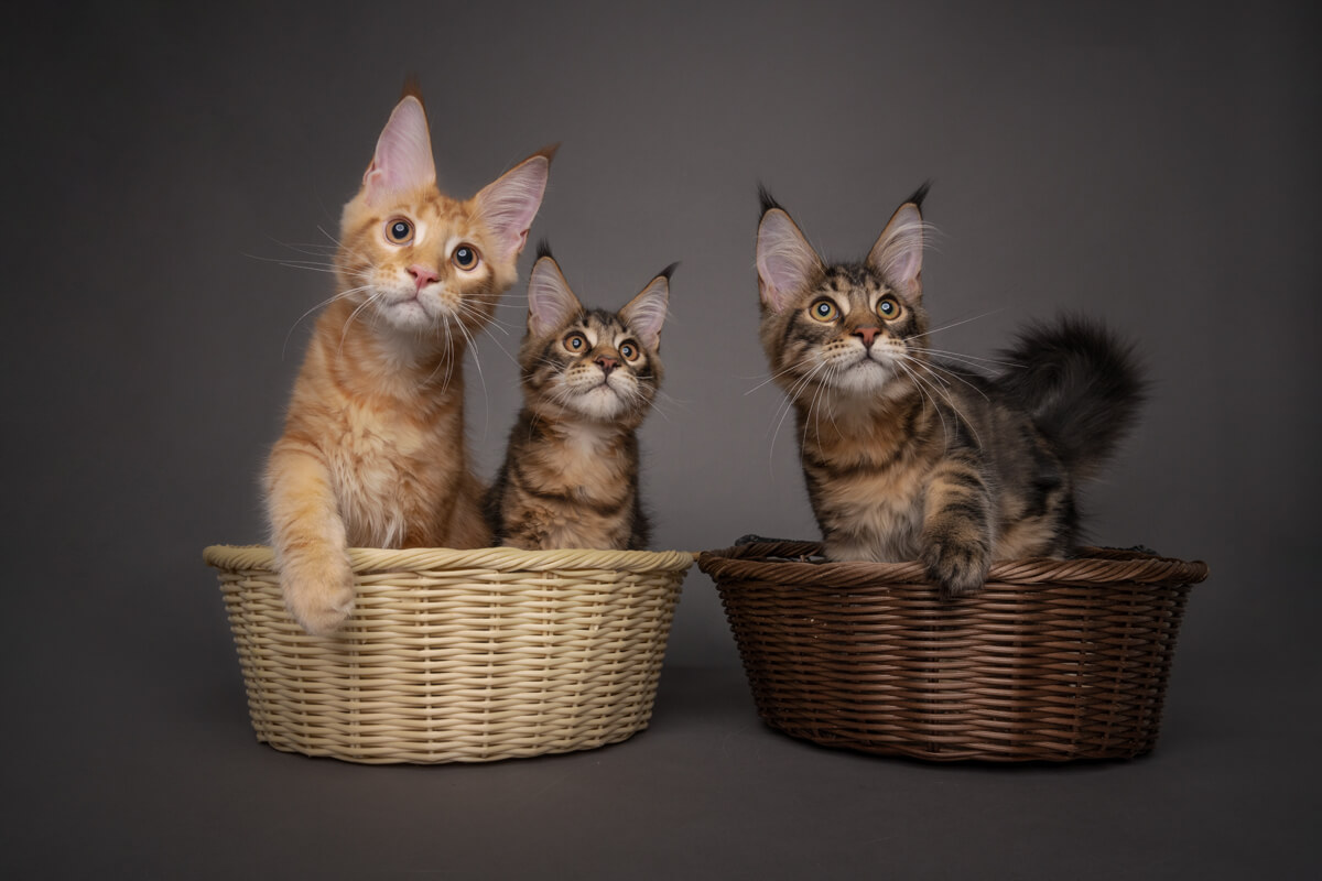 Cat Photography Singapore: Capturing Your Feline’s Charm