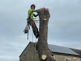 Tree surgeons in Liverpool