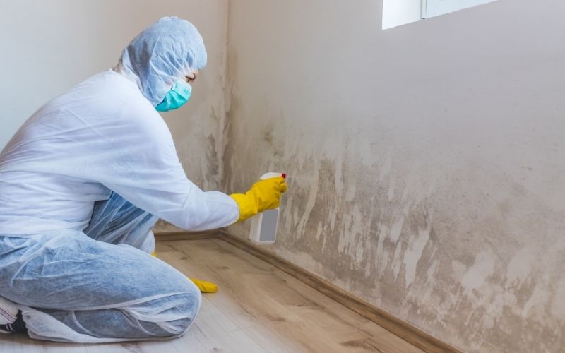 mold removal