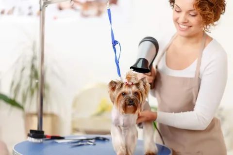 pet grooming services