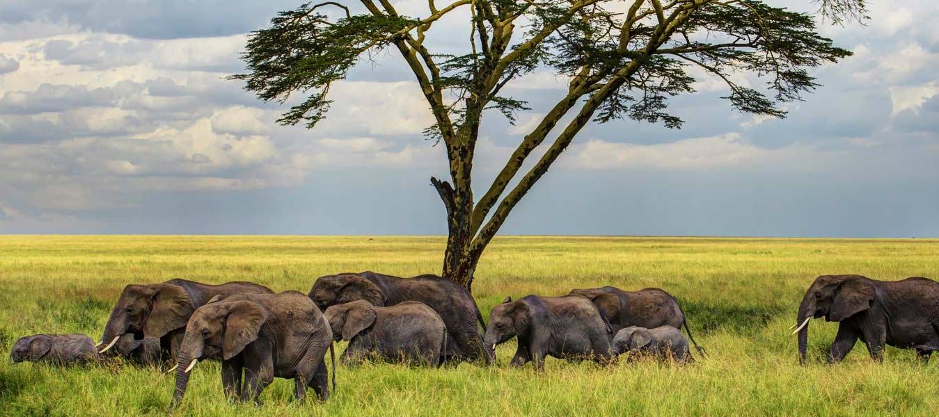 Tanzania Safari Tours – A Gateway to Wild Africa