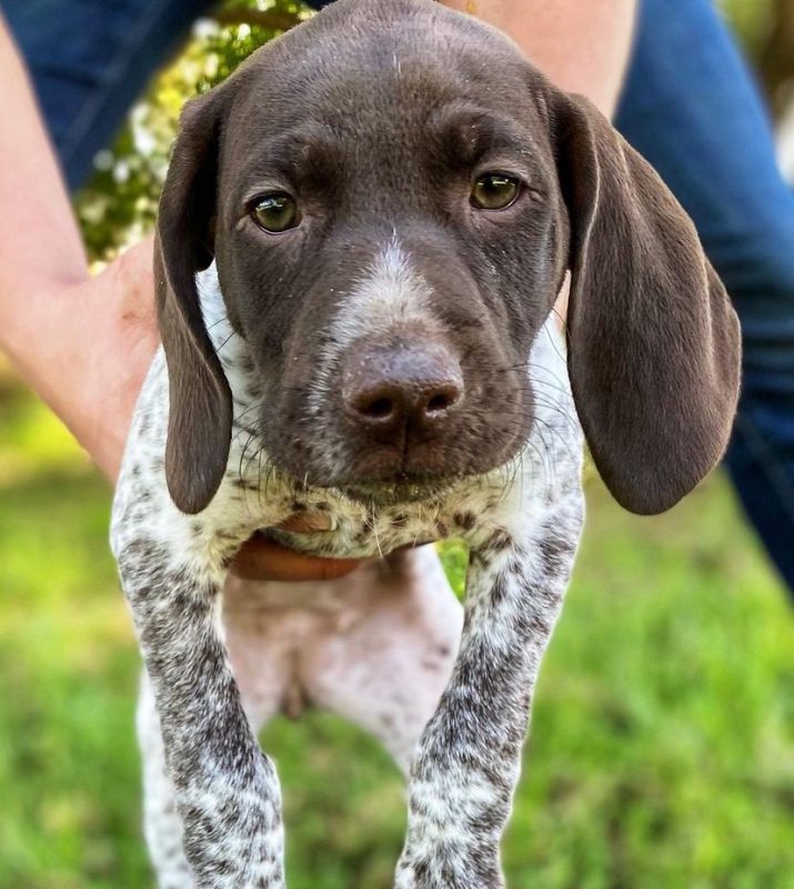 German Shorthaired Pointers Puppies for Sale in Florida