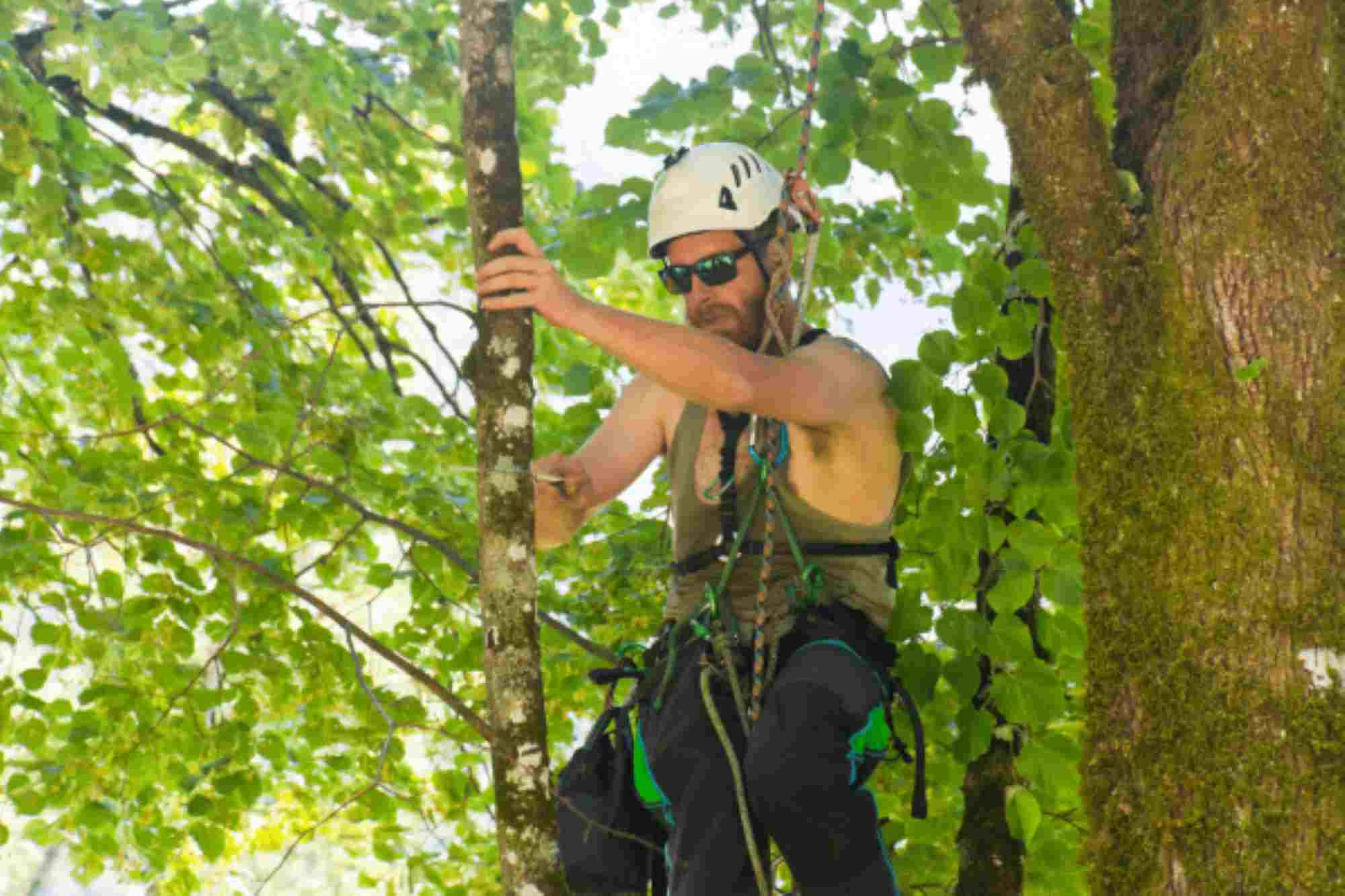 Ultimate Guide to Tree Services: Everything You Need to Know
