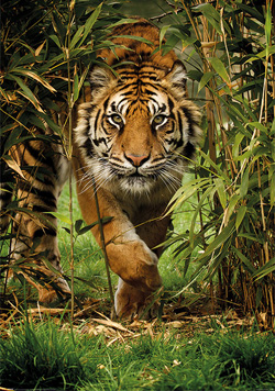 Ranthambore wildlife Sanctuary