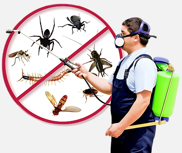 Pest Control Service in Jaipur