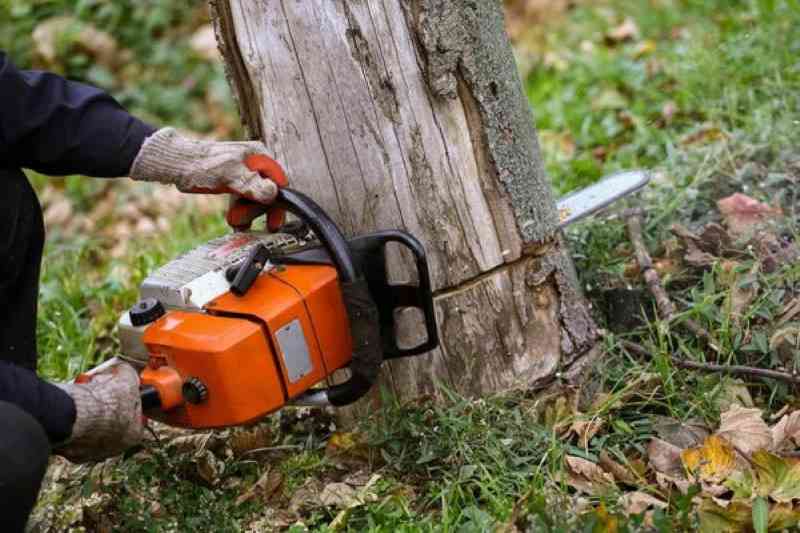 tree pruning