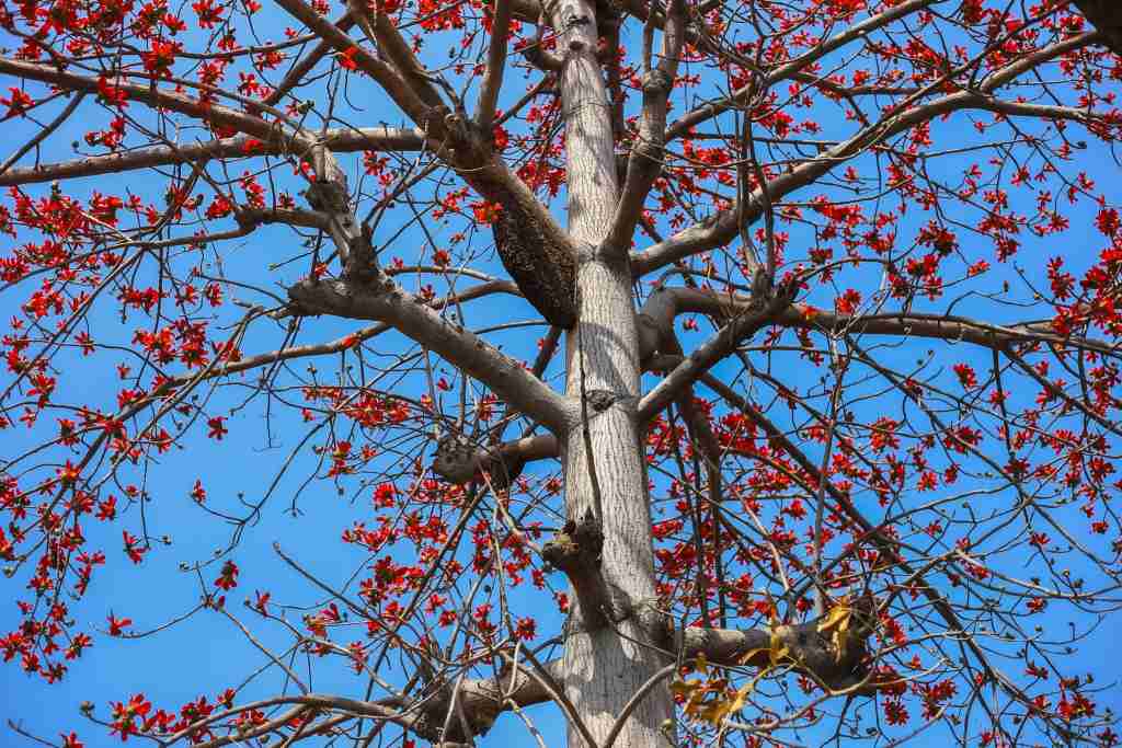 tree pruning
