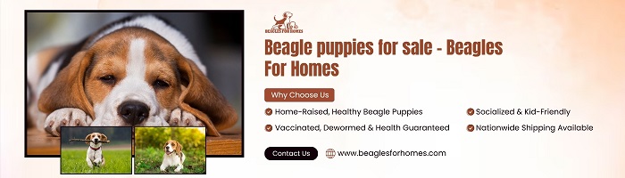 Beagle Puppies to Buy