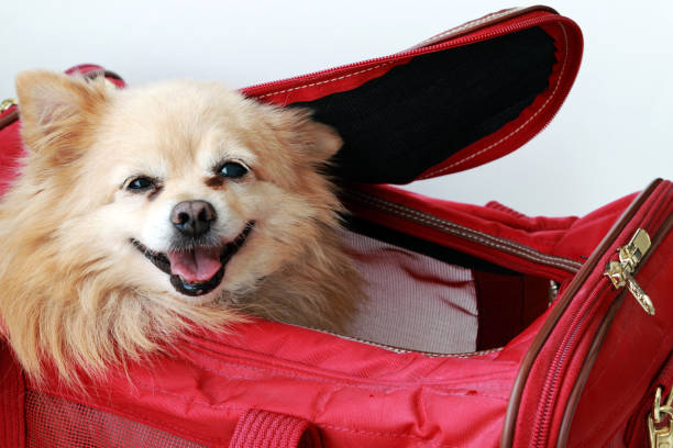 Why a Puppy Car Carrier Is Essential for Safe and Stress-Free Travel