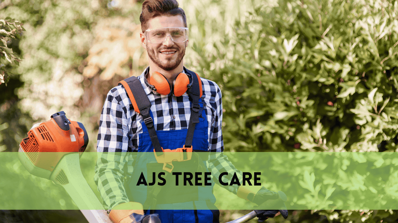 Affordable Tree Removal and Cheap Tree Trimming Service | Safe & Budget-Friendly Tree Care