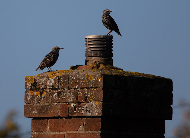 How Chimney Animal Removal in Silverdale Turns Chaos Into Calm