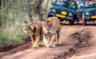 Safari timing in Ranthambore