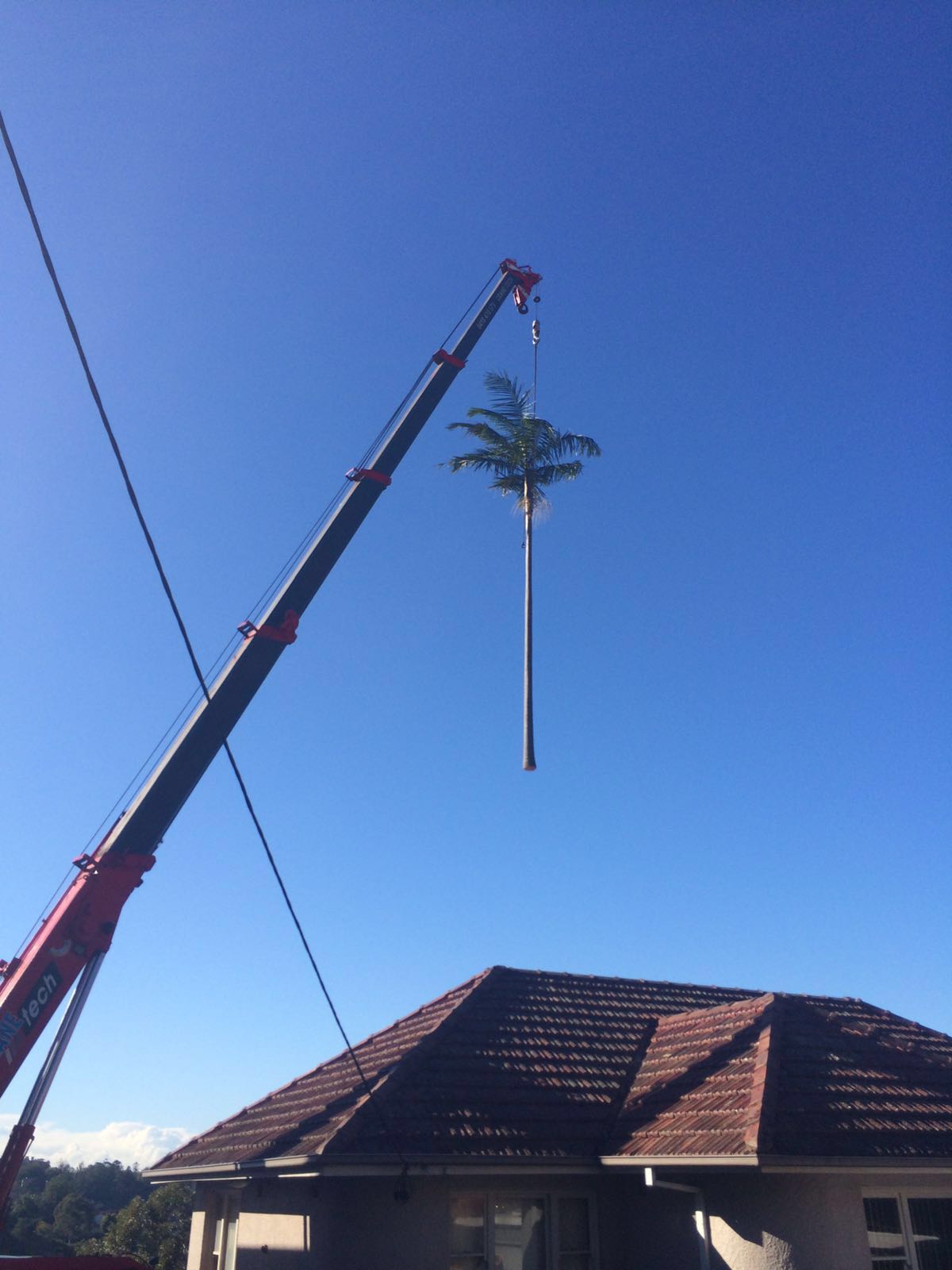 Tree Removal Sydney