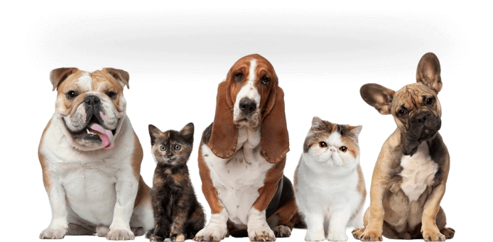 Dog for sale in Noida