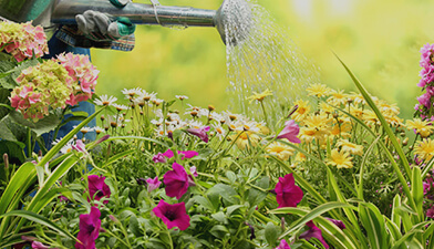 Top Garden Maintenance Services in Eastlakes Today