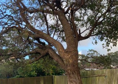What’s Lurking Above? Discover the Surprising Benefits of Regular Tree Lopping