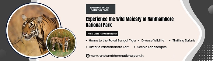 Ranthambore safari online booking price